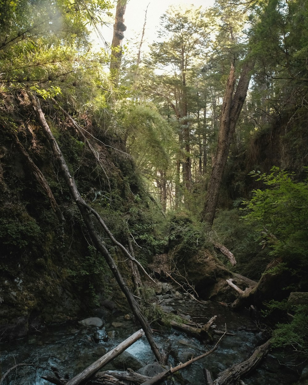 a stream running through a lush green forest