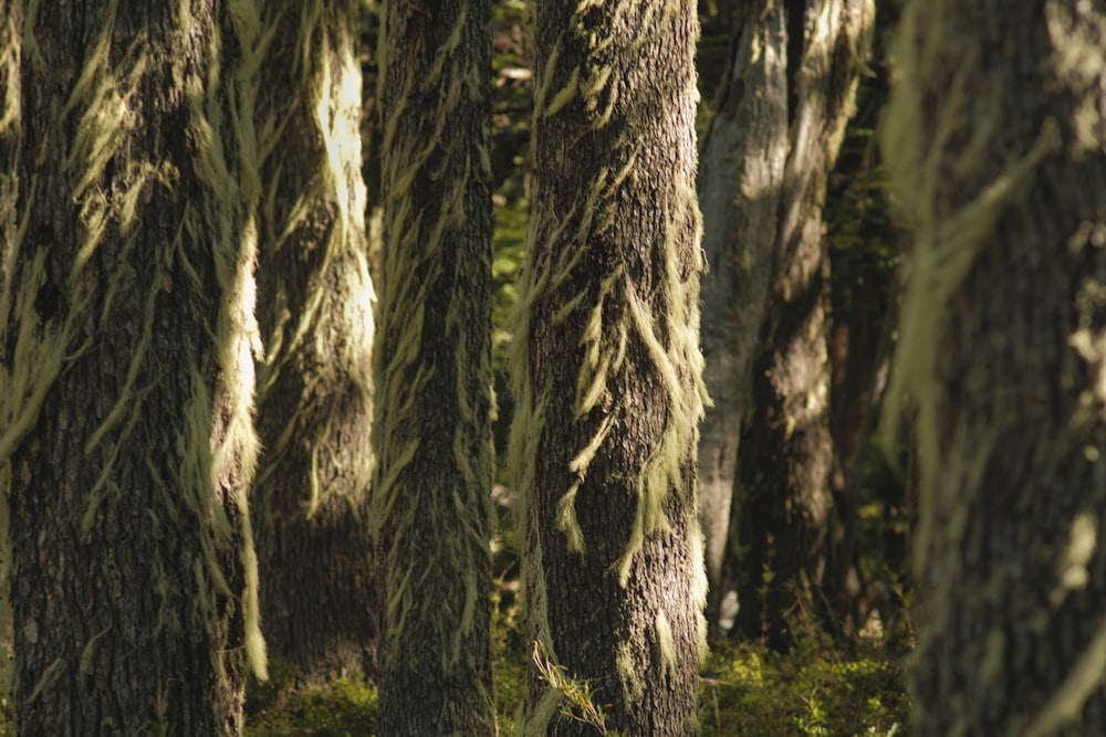 a group of trees with moss growing on them
