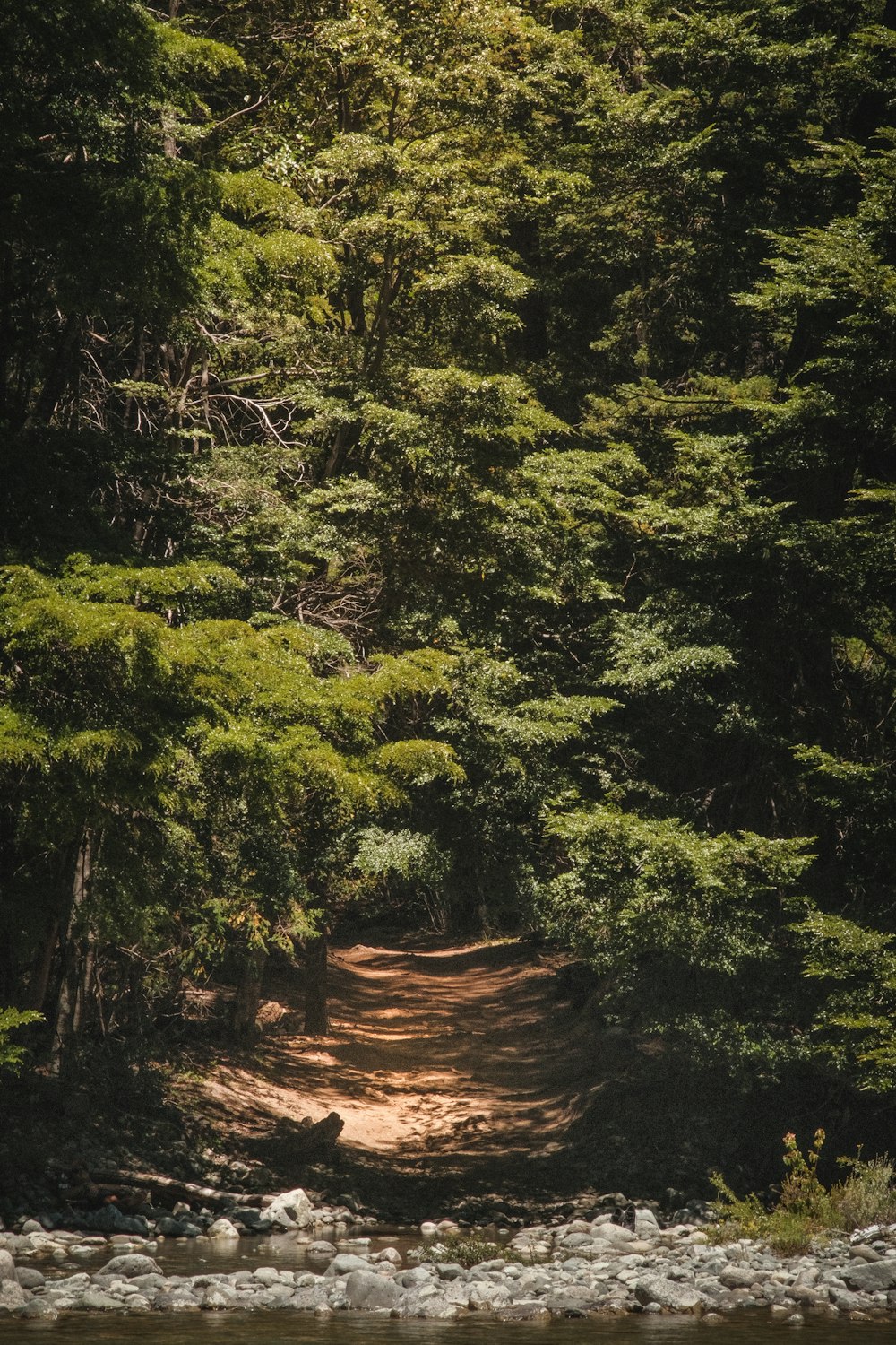 uma estrada de terra no meio de uma floresta