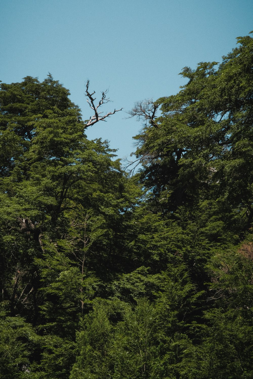 a plane flying over a forest filled with trees