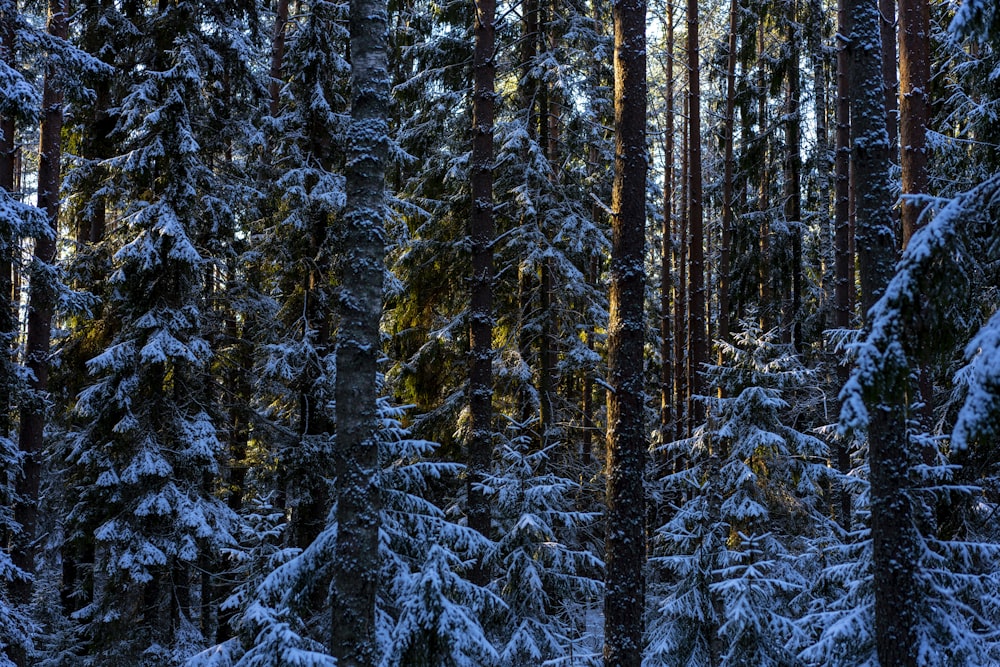 Ein Wald voller schneebedeckter Bäume