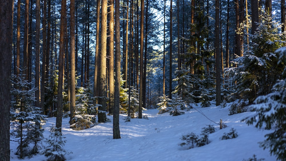 Un bosque cubierto de nieve lleno de muchos árboles