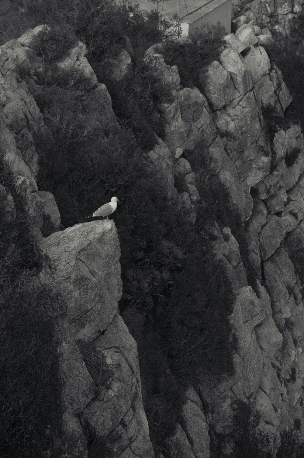 a black and white photo of a bird sitting on a rock