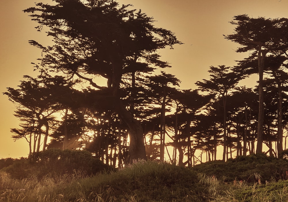 a group of trees that are standing in the grass