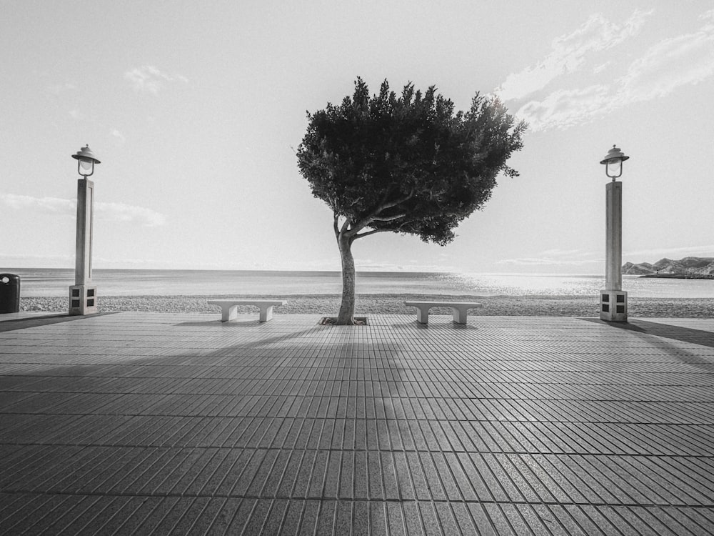 a black and white photo of a tree and benches