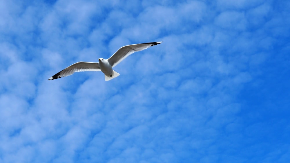 a seagull flying through a blue cloudy sky