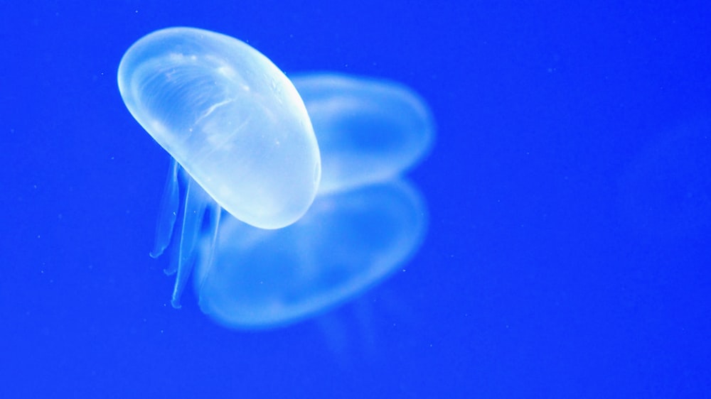 a jellyfish floating in the water on a dark blue background