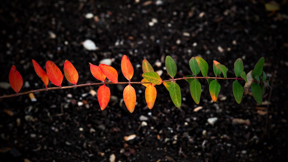 a close up of a leaf on a plant