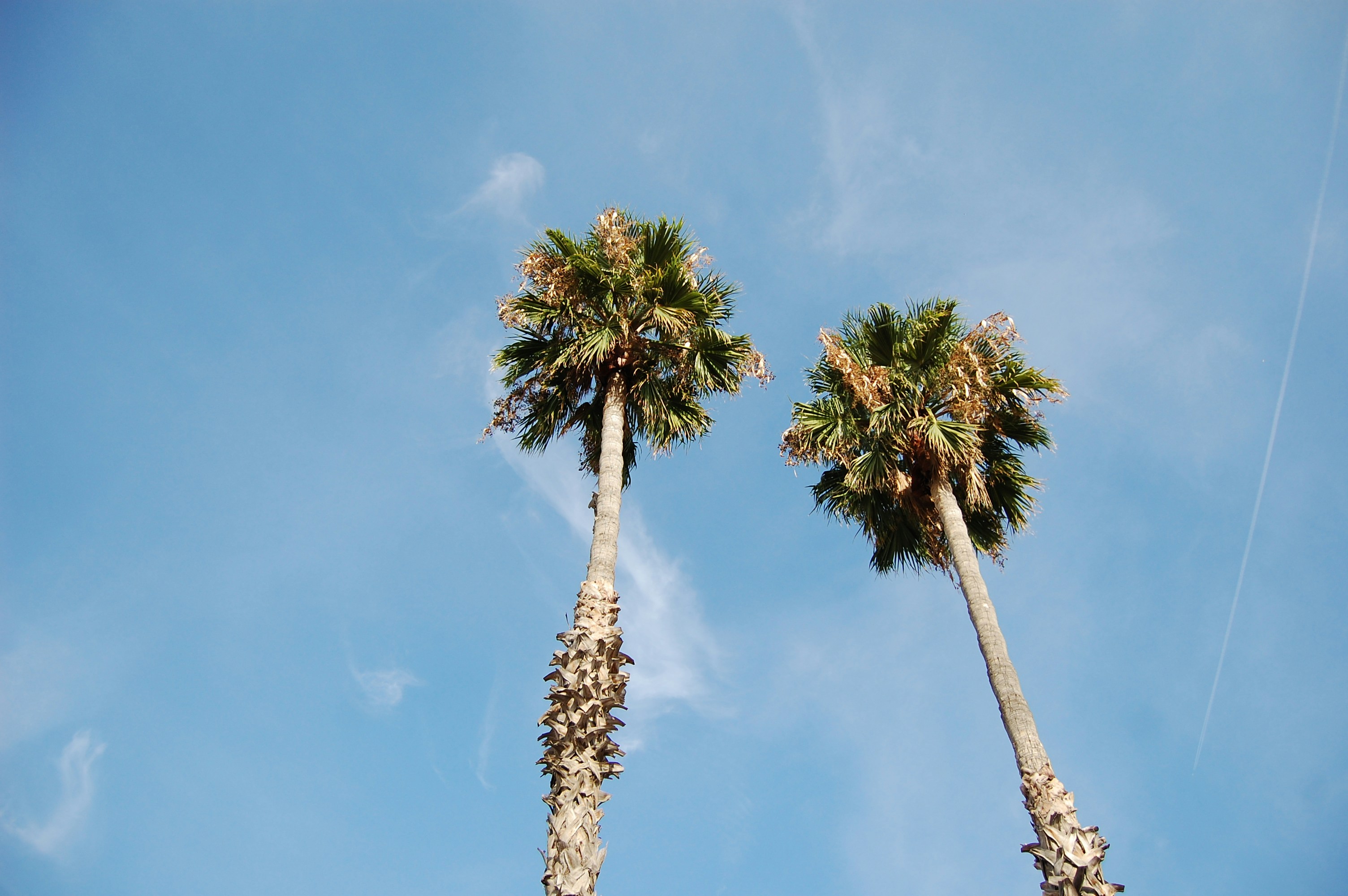 two tall palm trees against a blue sky