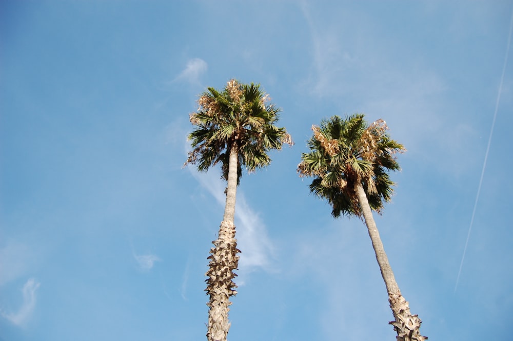 two tall palm trees against a blue sky