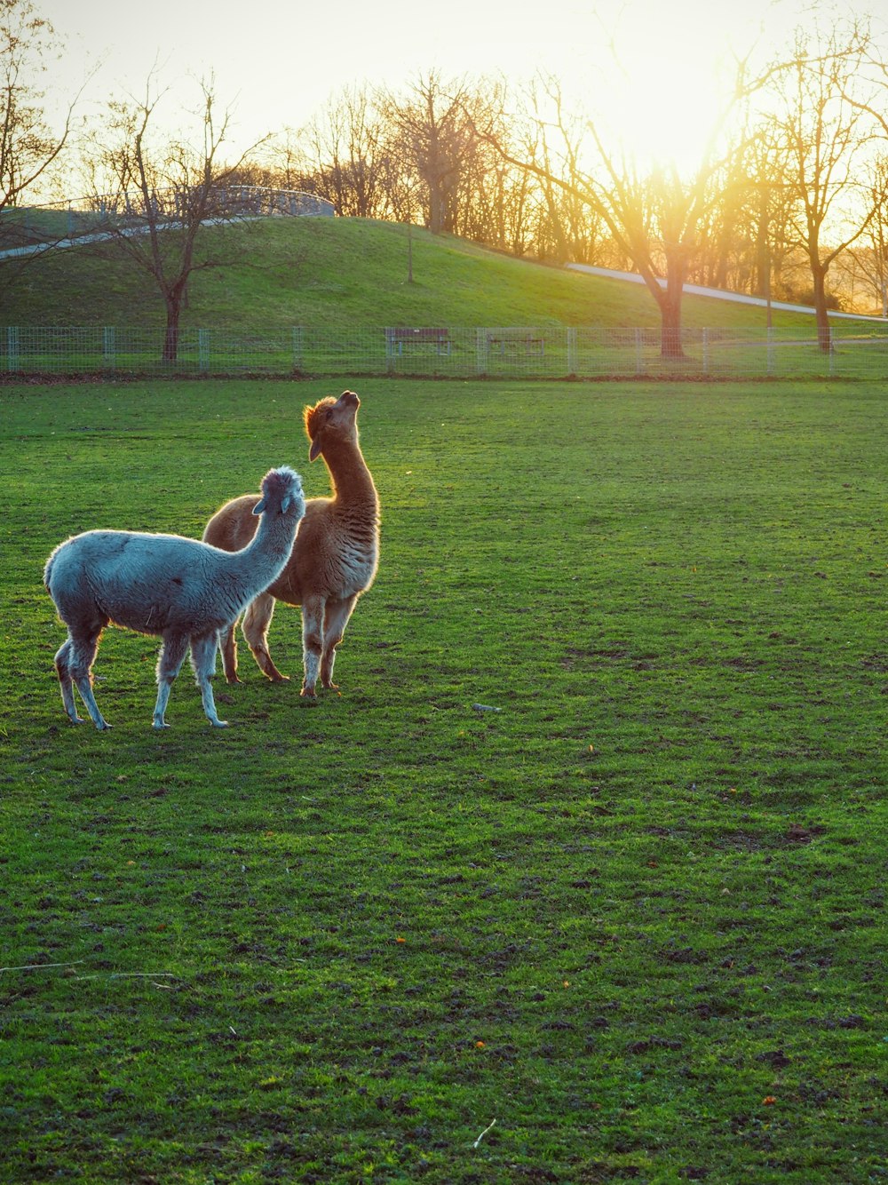 a couple of sheep standing on top of a lush green field