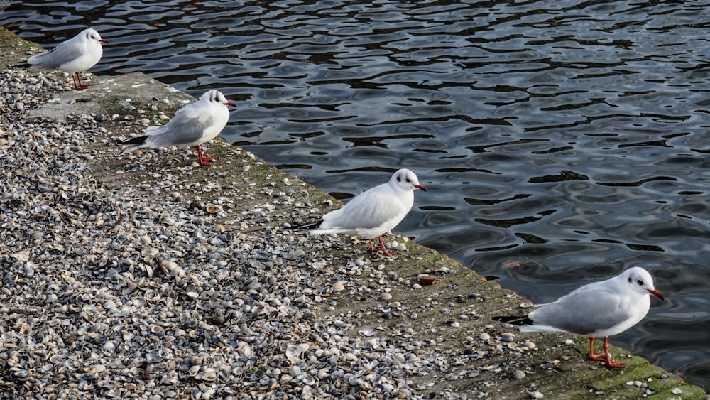 a group of seagulls standing on the edge of a body of water