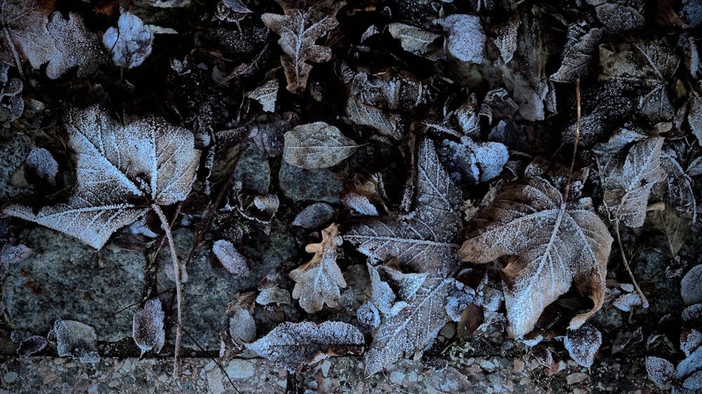 a bunch of leaves that are on the ground