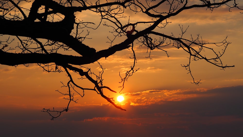 the sun is setting behind a tree with no leaves