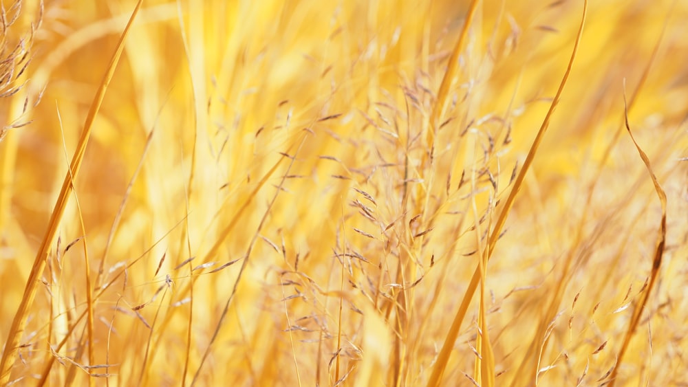 a close up of a field of tall grass