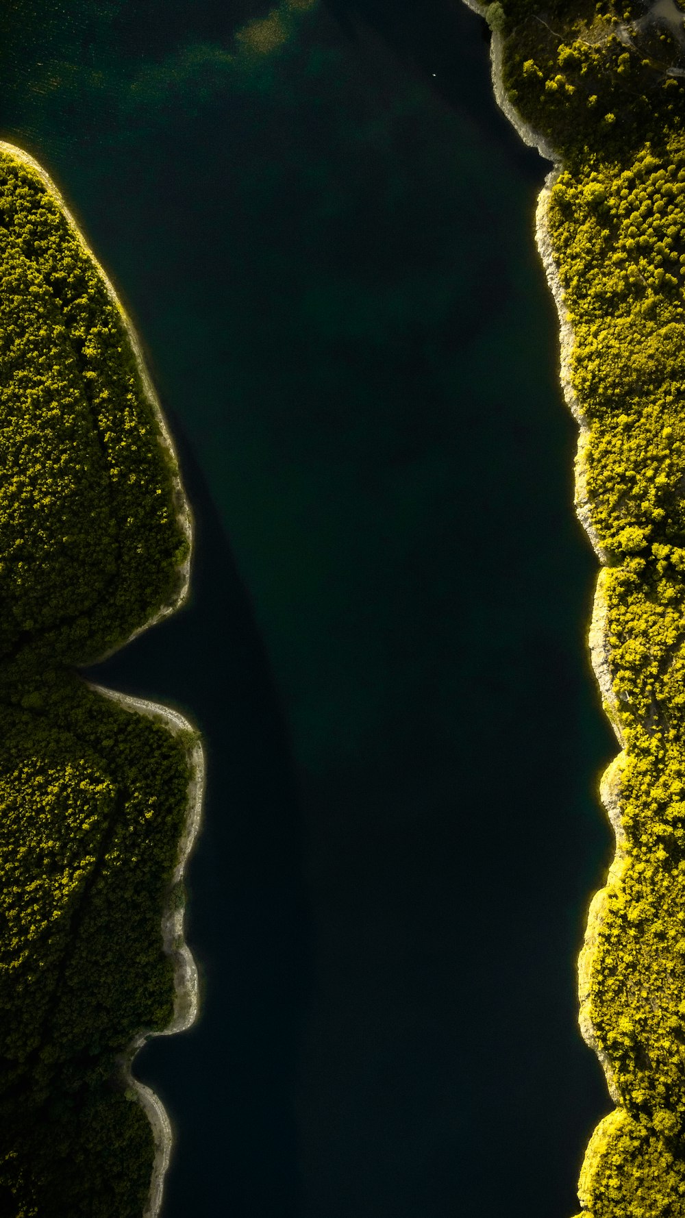 a river running through a lush green forest