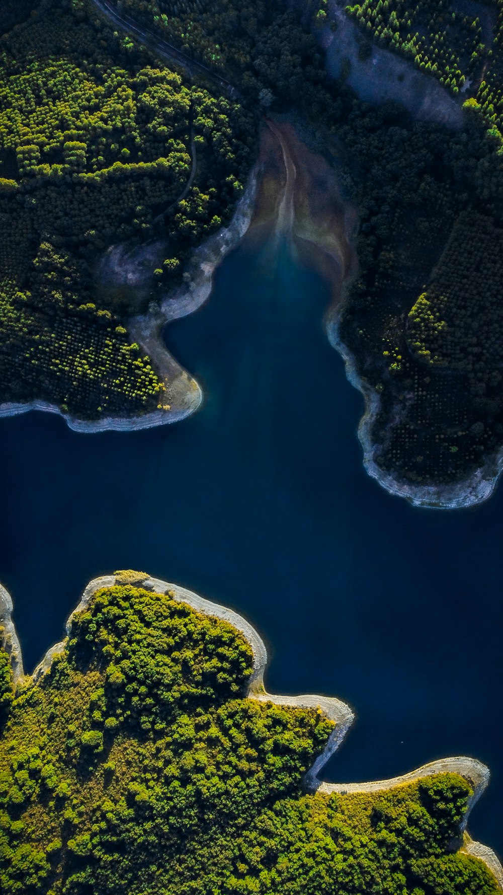 a large body of water surrounded by lush green trees