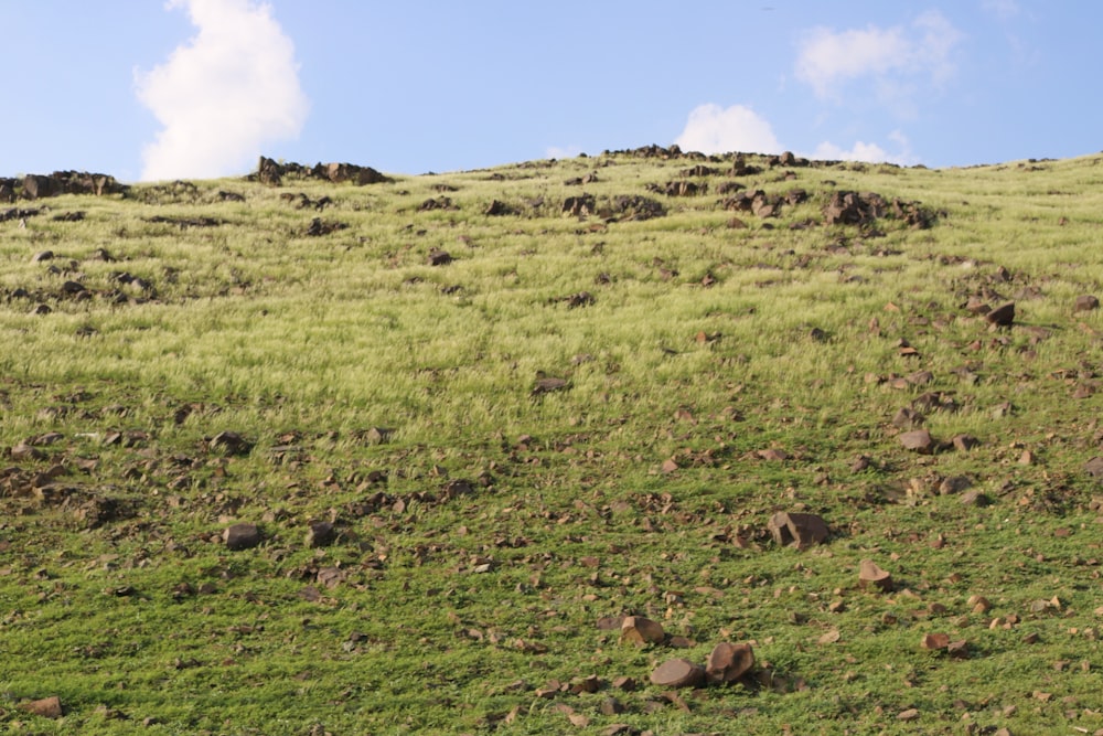 a grassy hill with rocks and grass on it