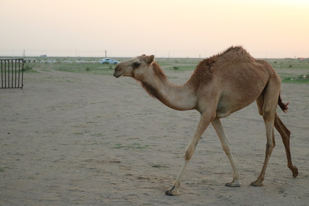 a camel walking across a sandy field at sunset