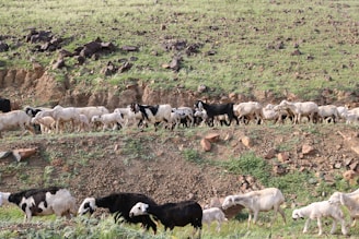 A herd of goats and sheep traverses a rocky hillside covered with sparse green grass. The animals vary in color, mostly white and black, as they move along a narrow earthy path. The landscape features a mix of soil and scattered rocks, creating a rugged terrain.