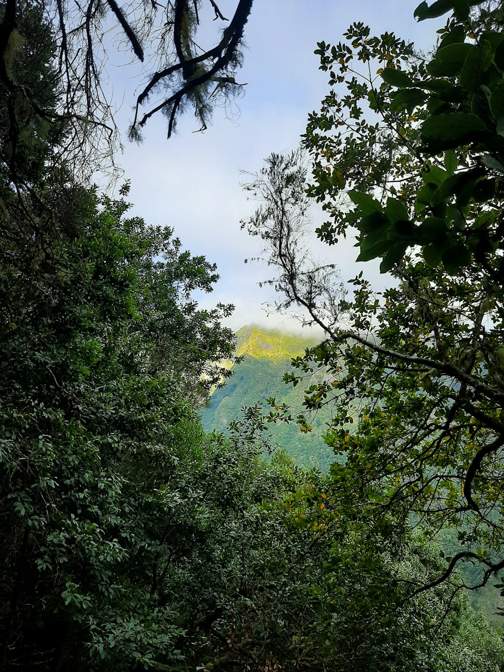 a bench sitting in the middle of a forest