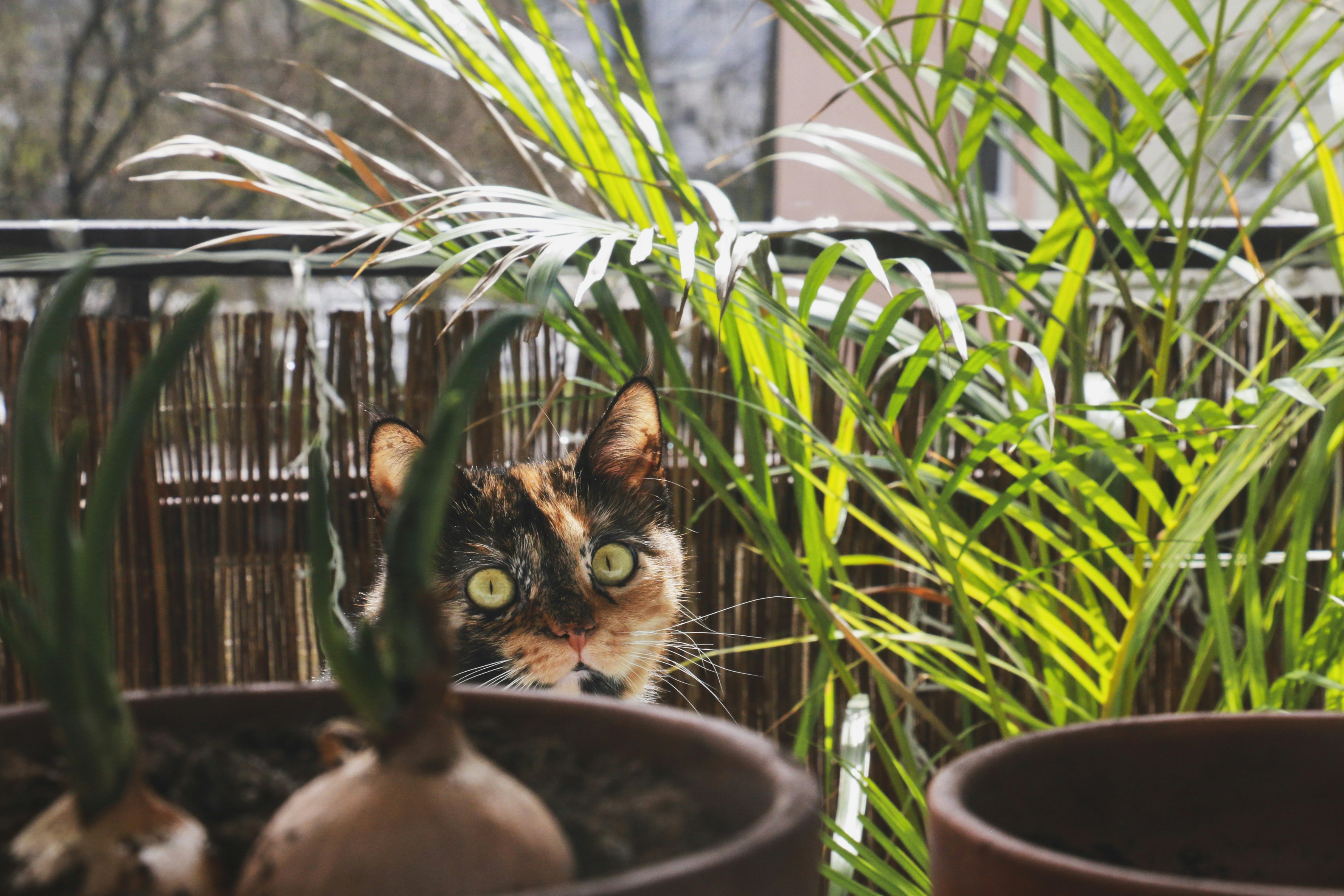 Best Indoor Plants for a Pet Friendly Home: House Plants Safe for Cats and Dogs