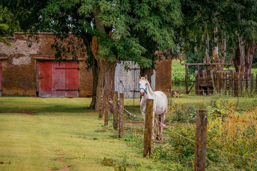 Un cavallo bianco in piedi accanto a una staccionata di legno