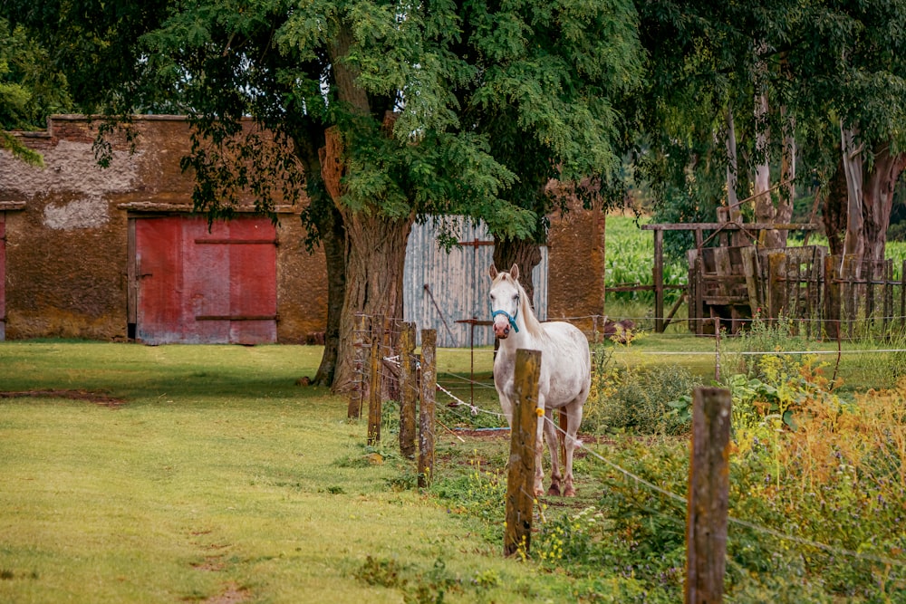 a white horse standing next to a wooden fence