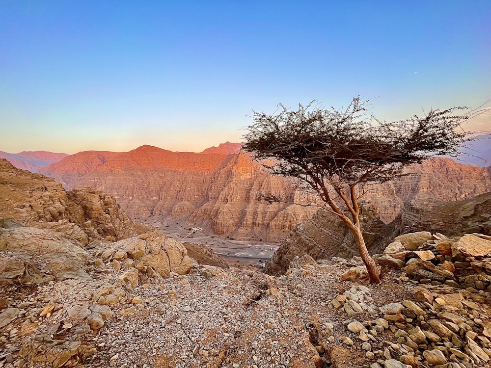 a lone tree in the middle of the desert