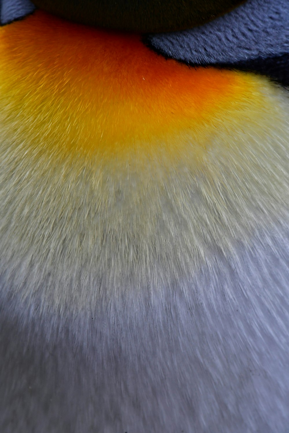 a close up of a colorful bird's fur
