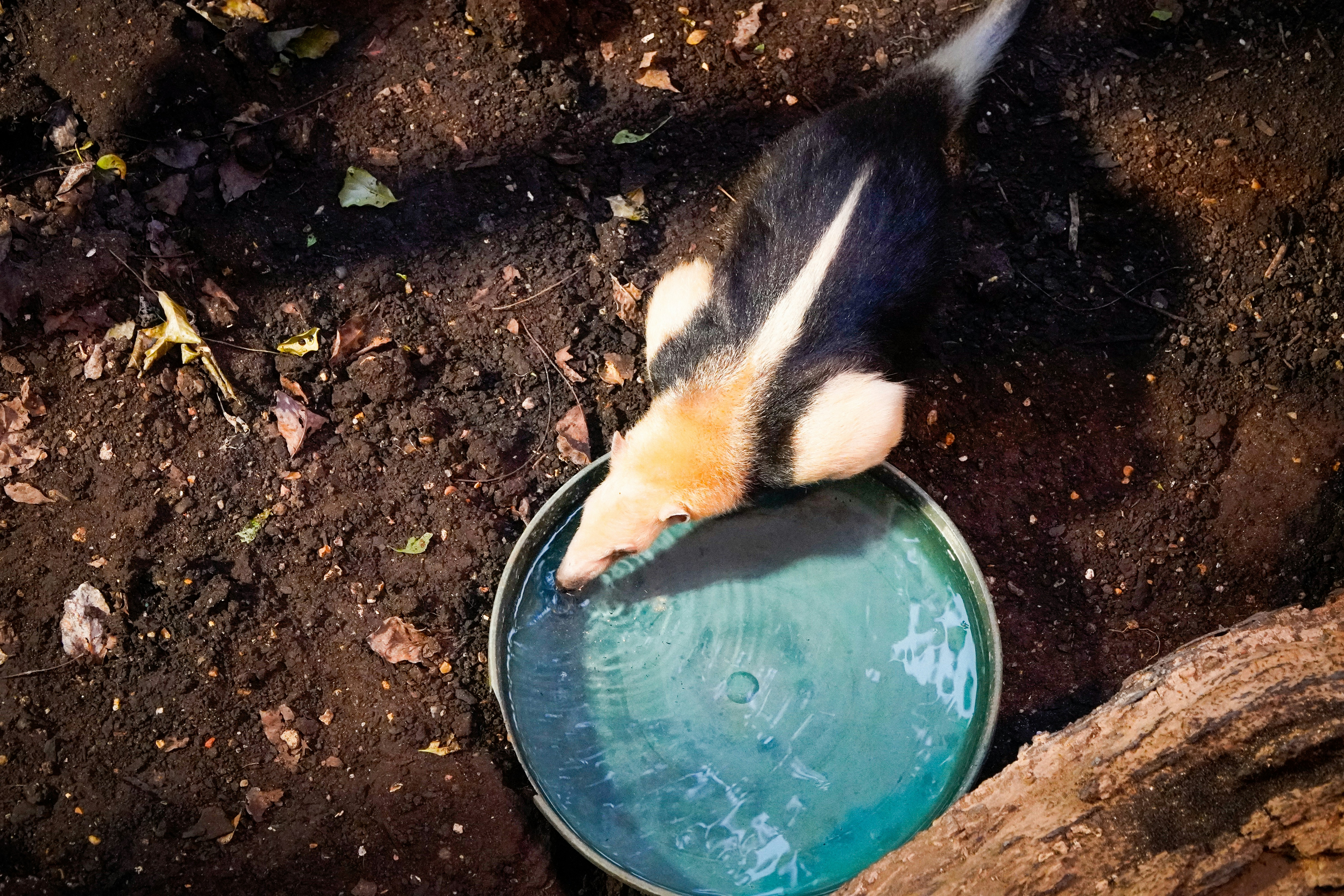 a black and white striped animal drinking water from a bowl