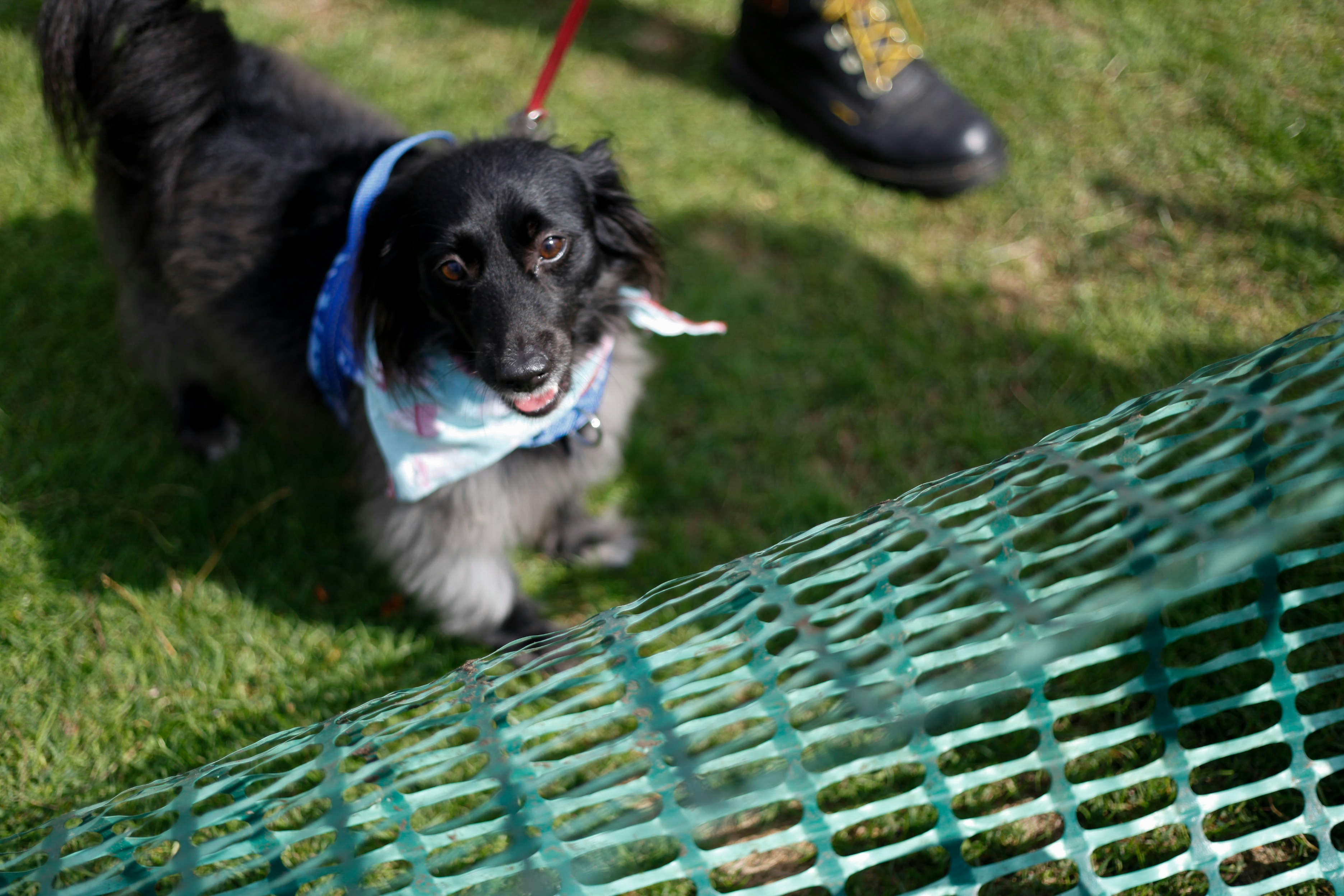 a black dog wearing a bandana on a leash