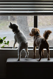 a couple of dogs standing on top of a window sill