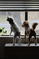 愛犬の雷パニック対策