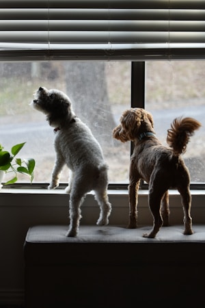 愛犬が雷でパニック！落ち着かせる方法と逃走を防ぐ対策まとめ