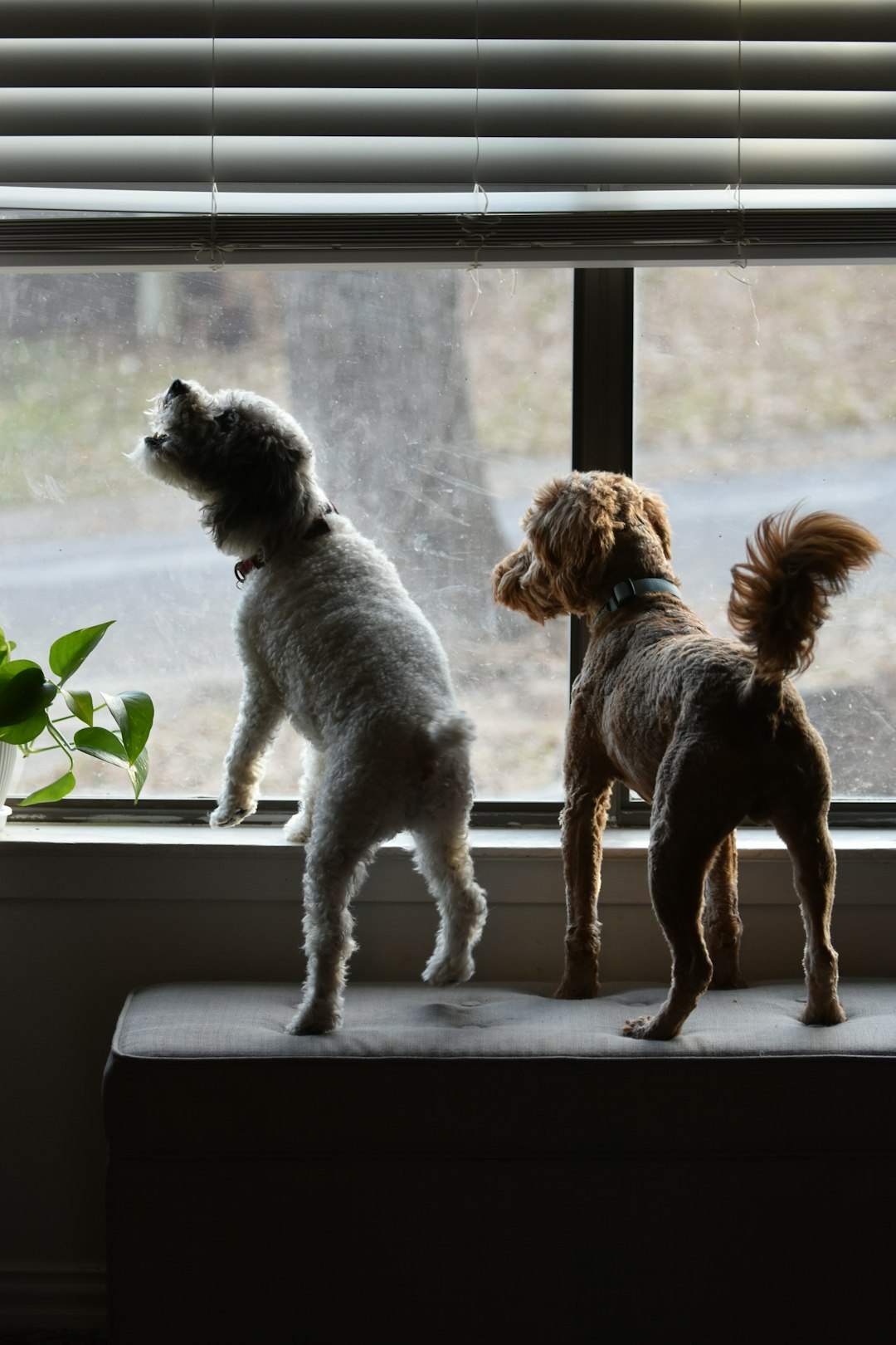 雷を怖がる愛犬のイメージ