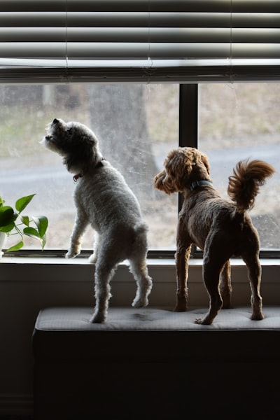 Dog barking outdoors, demonstrating excessive vocalization behavior