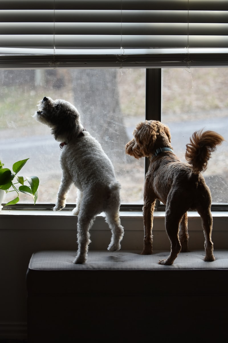 How to Stop Your Dog From Barking: A Cause-by-Cause Plan