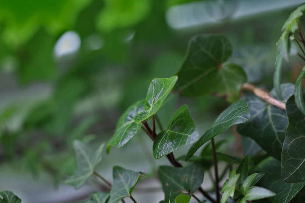 a close up of a green plant with leaves