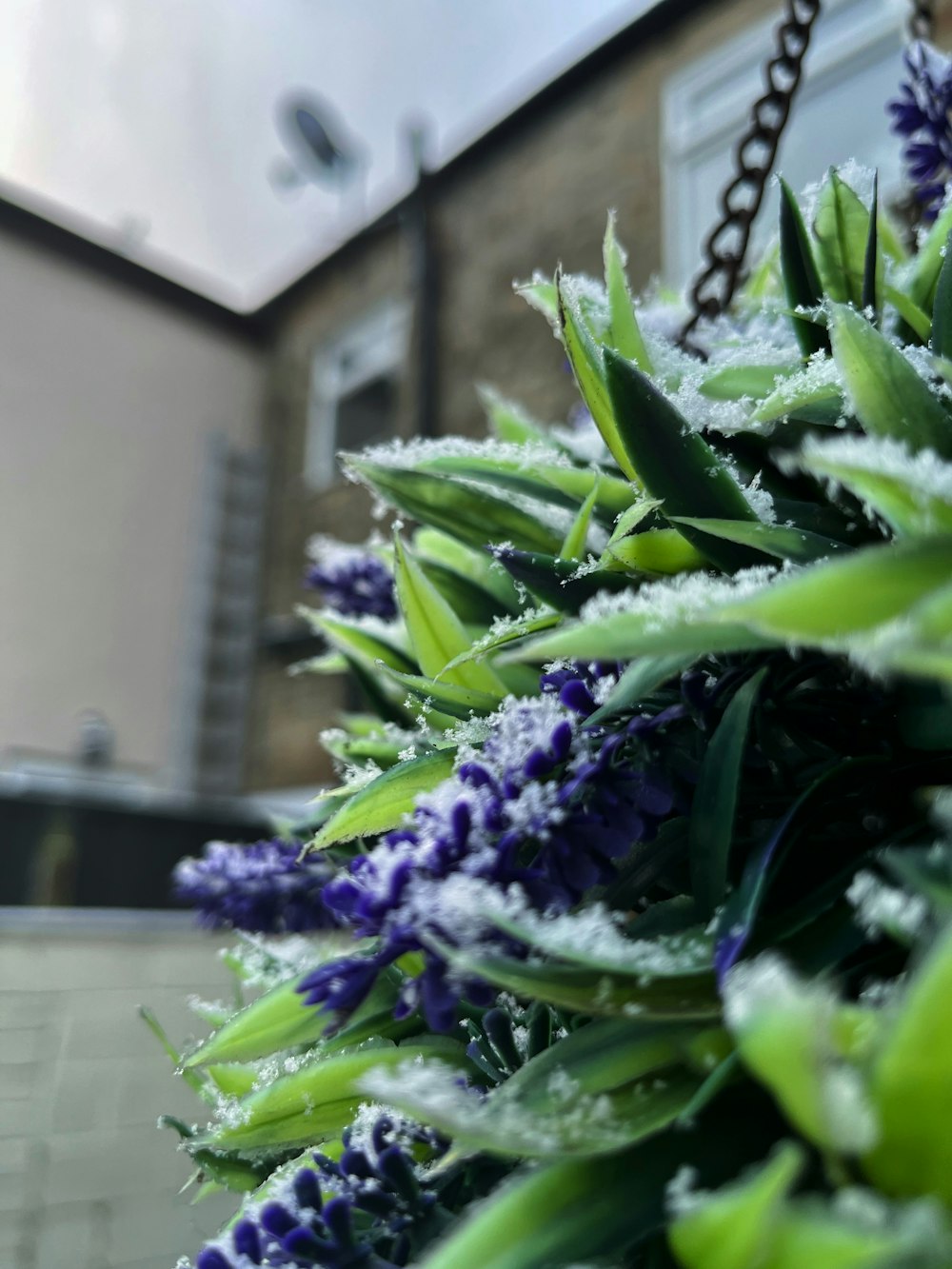 a close up of a plant with snow on it