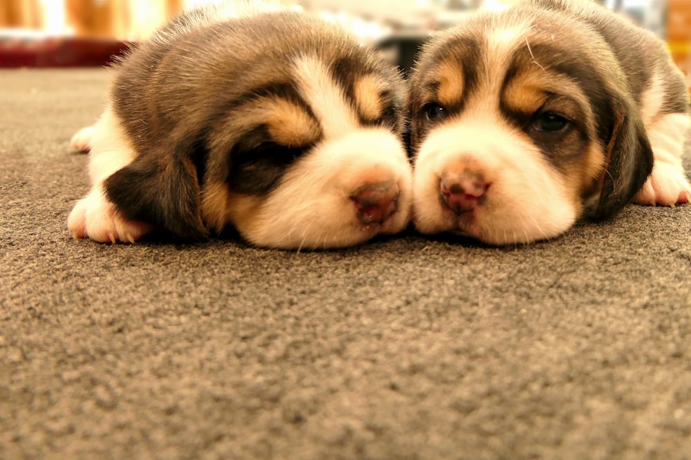 Un par de cachorros acostados encima de una alfombra