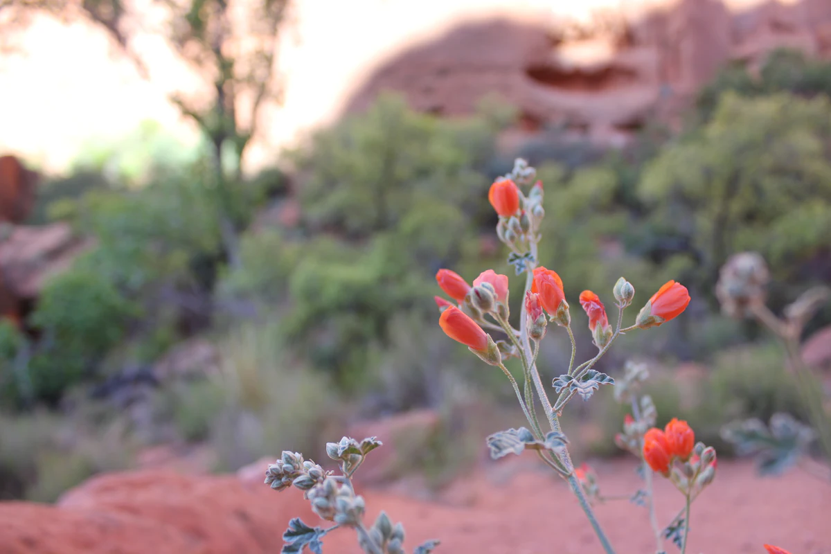 Orange globemallow flowers in front of red rock near St. George
