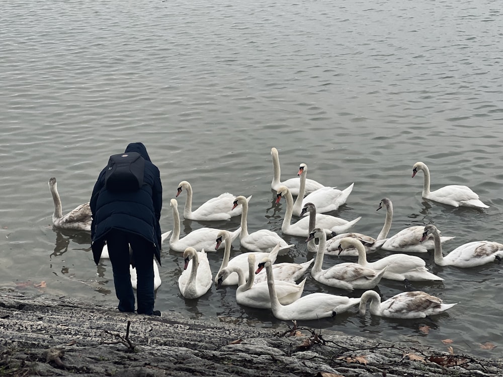 a person standing in front of a flock of swans