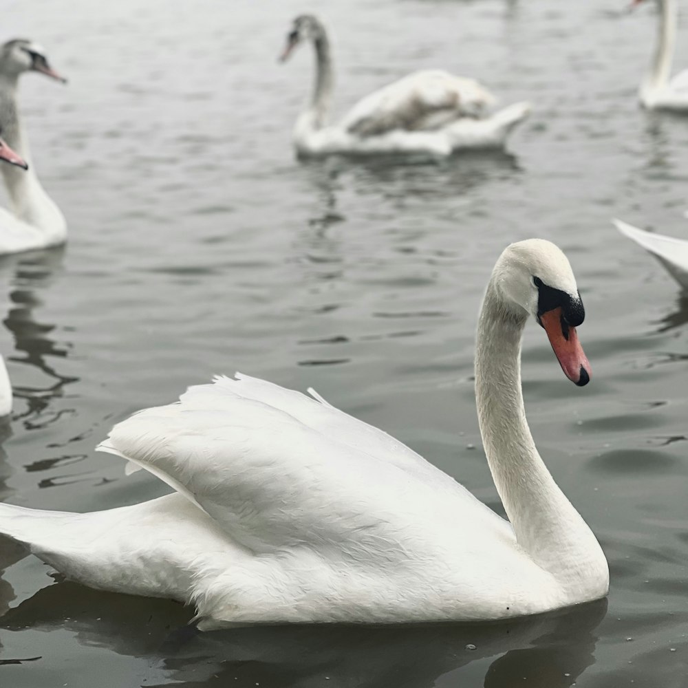 a group of swans floating on top of a lake