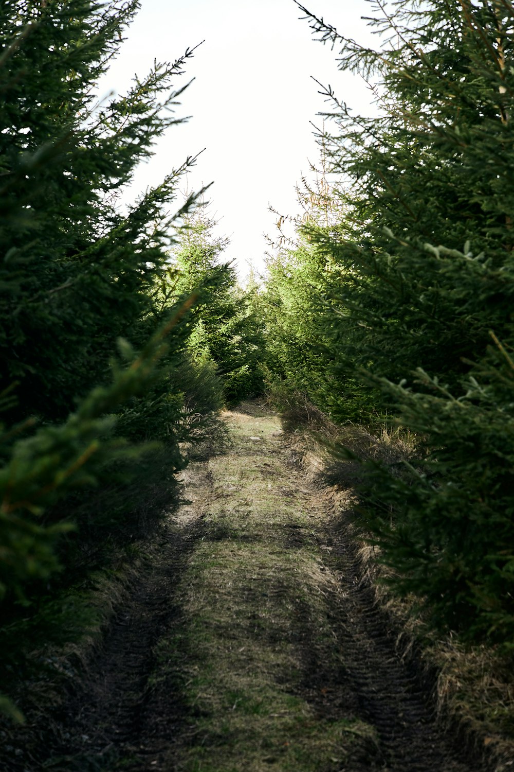 a dirt road surrounded by trees and grass