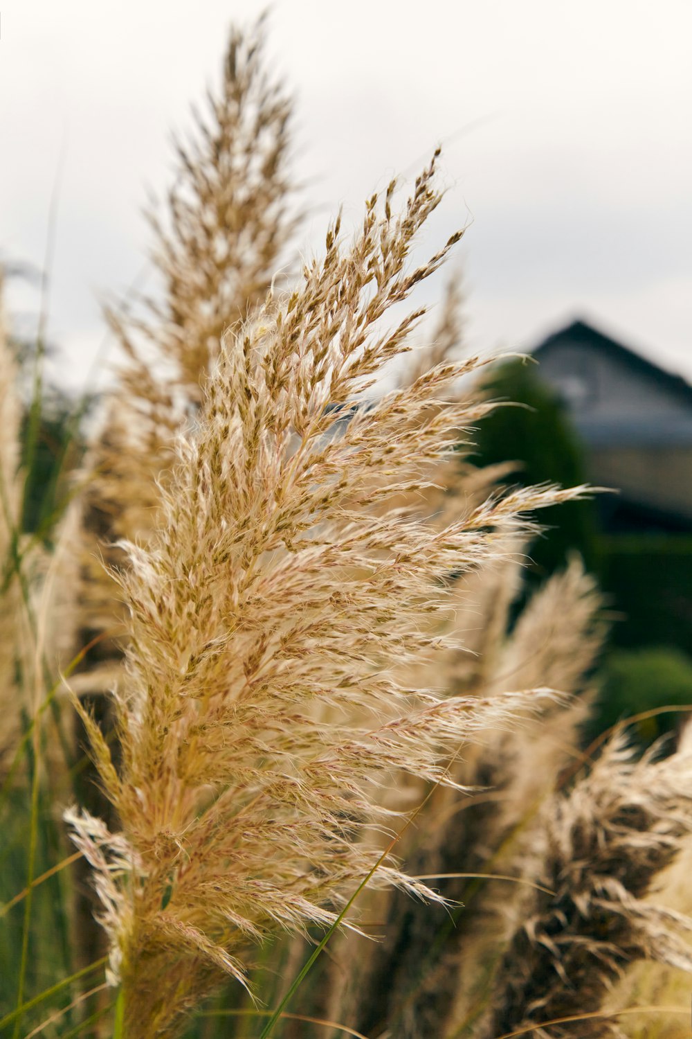 a close up of a grass plant with a house in the background