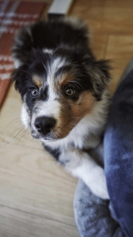 A close-up view of a fluffy puppy with multi-colored fur, including black, white, and tan. The puppy has striking blue eyes and is looking directly at the camera. The background includes a wooden floor and part of a textured blue cushion.