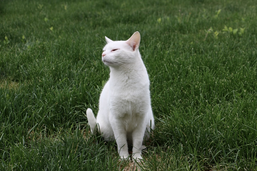 Un gato blanco está sentado en la hierba