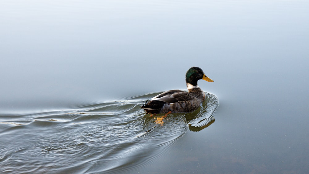 a duck floating on top of a body of water