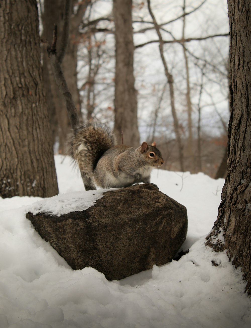 Un écureuil se tient debout sur un rocher dans la neige